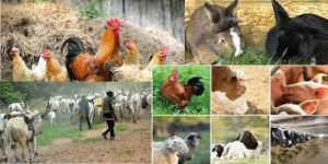Civil Society Demands Transparency in $2.5 Billion Livestock&hellip;