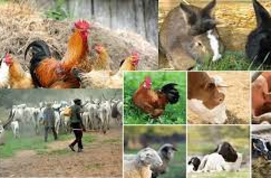 Civil Society Demands Transparency in $2.5 Billion Livestock Investment by JBS in Nigeria