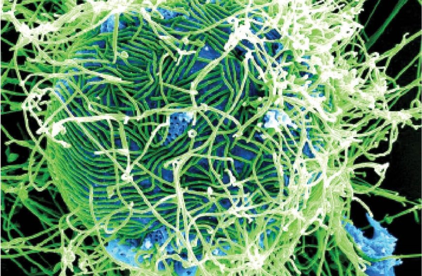 Ebola in Nigeria: NCDC Announces Two Suspected Cases