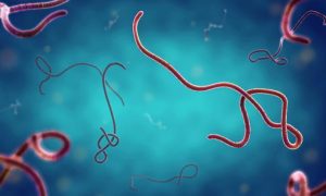Nigeria’s Ebola Strain Found to be Similar to&hellip;