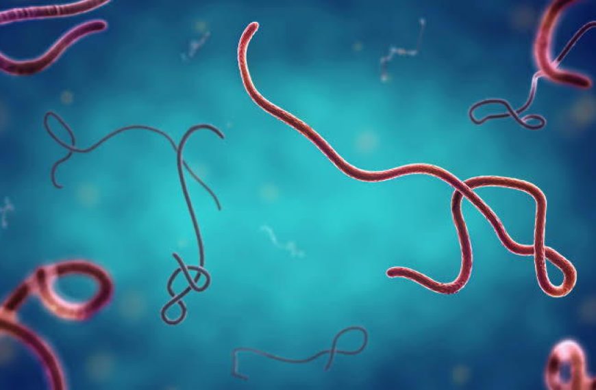 Nigeria’s Ebola Strain Found to be Similar to Kenya’s – Minister