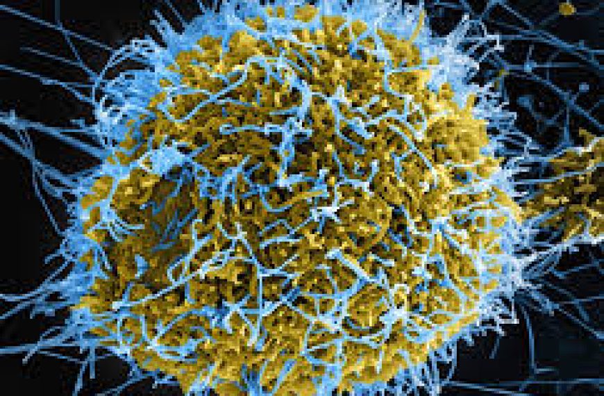 The Arrival of the Bundibugyo Ebola Virus in Nigeria: Key Highlights
