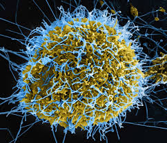 The Arrival of the Bundibugyo Ebola Virus in&hellip;