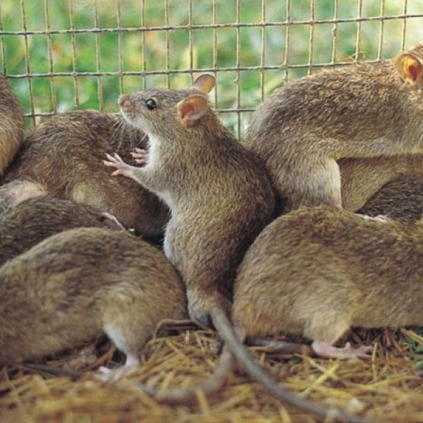 Nigeria Faces Lassa Fever Challenge as Death Toll&hellip;