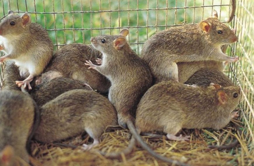 Nigeria Faces Lassa Fever Challenge as Death Toll Hits 268