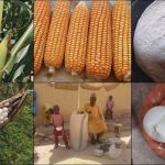 Unveiling the Food on Nigerian Tables: A Deep Dive into TELA Maize (Part 1)