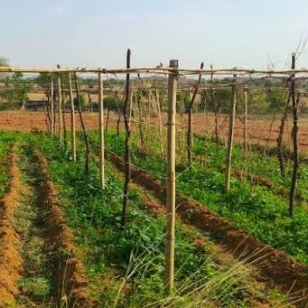 Transforming Livelihoods: The Growing Impact of Women’s Vegetable&hellip;