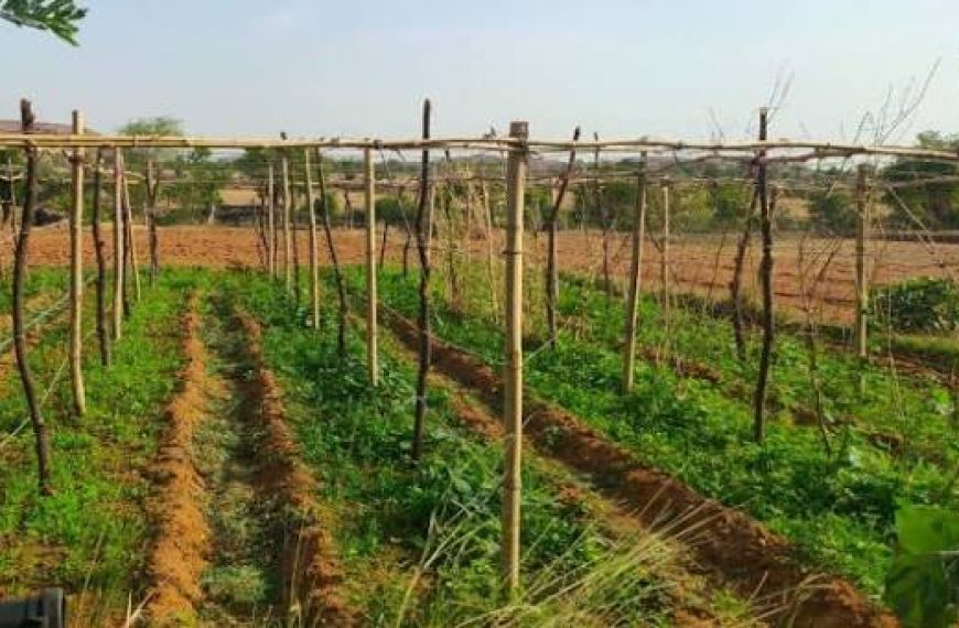 Transforming Livelihoods: The Growing Impact of Women’s Vegetable Farming in Kaduna